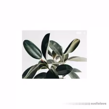 Austin Marc Drum Kit Vol.1 [WAV]