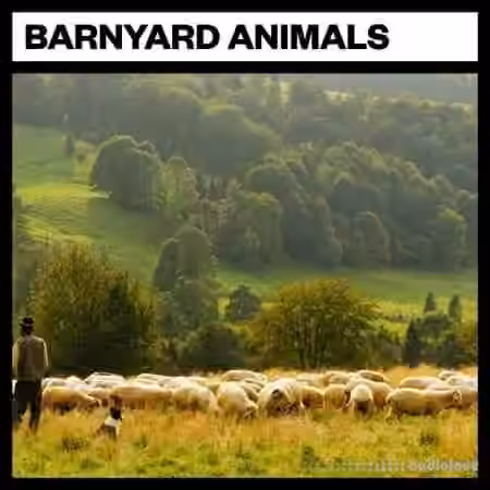 Big Room Sound Barnyard Animals [WAV]