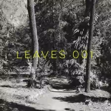 Drum and Lace Leaves 001 [WAV]