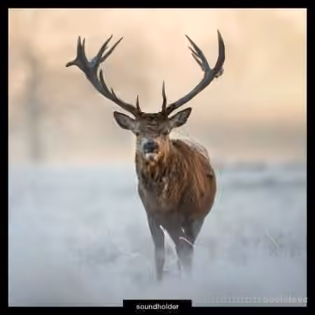 Soundholder Roaring Stags [WAV]